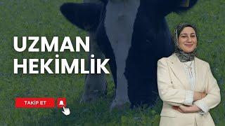 UZMAN HEKİMLİK | HAYVANCILIK REHBERİ