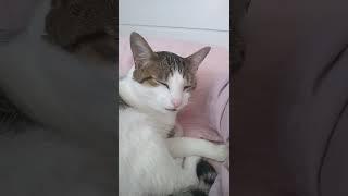 Look My Cat 