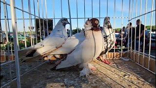 ZWOLEŃ Gołębie pigeons targ Andrzej W. 16.06.2024 cz.1/4 Gołębie jasne i wyszwance Andrzeja Radom