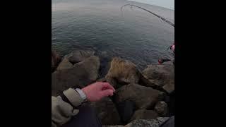 @Hojuhansea  암컷 따라온 수컷 무늬잡기!! Pls check full video on my channel!!! #fishing #낚시 #eging #에깅 #무늬오징어