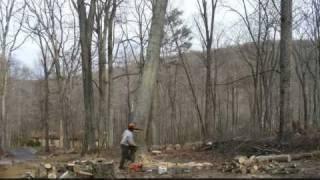 Out on a Limb Tree Service, Jan 10, 2009, Tree Falling