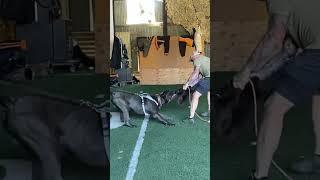 Cane corso bite work.  Radier learning the game #canecorso #bitework #bigdog #drive #familydog #k9