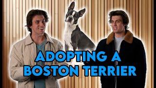 Adopting a Boston Terrier