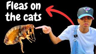 Oh No! The Cats Have Fleas  | working on the indoor catio