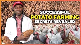 How to MAKE MONEY From Potato Farming || Potato Farming Guide