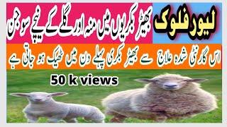 Bottle Jaw In Goat And Sheep|Liver Fluke|  Swelling Of Jawllبھیڑ بکری میں جگر کی بیماری کا علاج