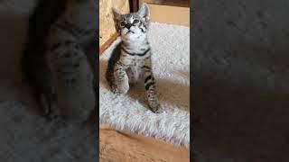 SWEET F2 Savannah kitten playing with my hand So much fun and love ️  Gorgeous Jaffari 