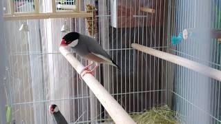 Male Java Sparrow helps build nest