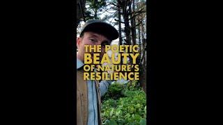 The Poetic Beauty of Nature's Resilience