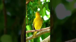 Saffron finch