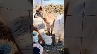 Amazing animals  #shorts #shortvideo #alpaca #lama #llamas #asmr #trending #viral #animals #fyp