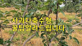 다축사과재배 꿀팁알려드립니다 적용해보세요