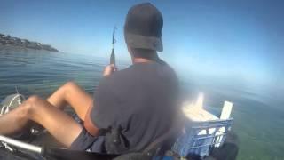 Eagle Ray on kayak