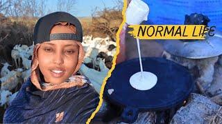 NORMAL LIFE IN SOMALI NOMAD | NOLOSHA CAADIGAA EE SOMALIDA BAADIYAHA||