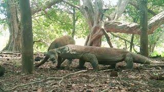 KOMODO HUNTING AND EAT ALIVE BABY BUFFALO