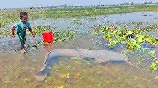 Best hand fishing video - Smart boy catching fish by hand in mud water - Amazing hand fishing video