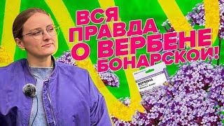 ВЕРБЕНА - ХИТ СЕЗОНА 2024!