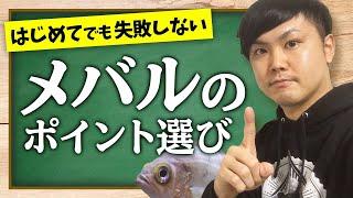 【初心者釣り教室】誰でも簡単に分かる！メバルのポイントの選び方とは？！