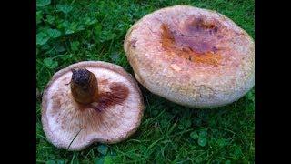 The Deadly Poisonous Brown Roll Rims, Paxillus involutus and (Tapinella)Paxillus atrotomentosus,