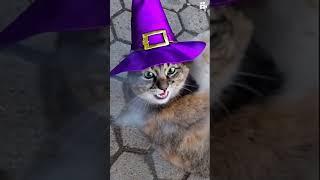 Wizcat