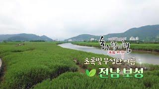 전남 보성 여행(화첩기행) ~ 초록빛 무성한 여름 (한수희 화백) 보성여관과 천국의 수국, 녹차의 고장, 태백산맥 길따라 감동 여행.