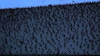 Crows at University of Washington, Bothell