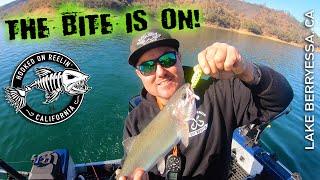 The Berryessa bite is on! Non-stop action 11/3/20