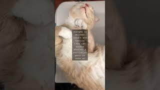 The Whisker Wonders Unlocking the Secrets of Feline Facial HairAs we gaze into the eyes...