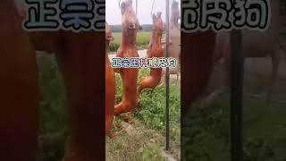 Special Meat ! Best taste for you , How to cooking dog meat #cooking #food #short183