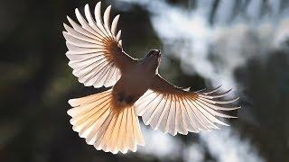 Siberian jay