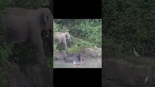 Tusker enjoying in the river.  #elephant #wildlife #buxaforest #buxa #wilddooars #dooars #nature