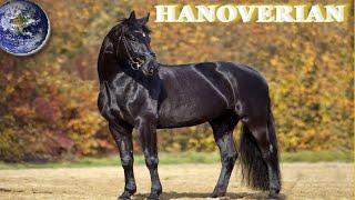 TOP Beautiful Hanoverian Horses in the World