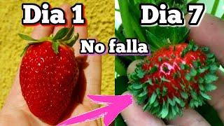 CIENTOS de plantas de FRESA en 7 Días! Germinar fresas de supermercado (Plantar y sembrar frutillas)