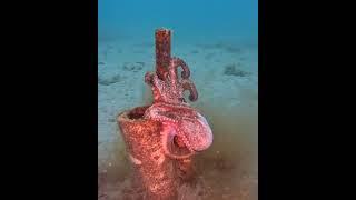 Octopus Fight