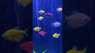 Beautiful scenery#fish #nature #colourfullfish #travel #global #ytshorts #bollywood #song