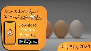 Today Egg Rate Position | Daily Egg Rates | Poultry Rates Egg Business in Pakistan | poultry baba|l