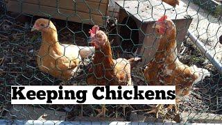 How to keep chickens | advice on keeping chickens | allotment life | allotment living