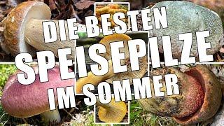 Die besten Speisepilze im Sommer & Hochsommer | Speisepilze im Juni, Juli & August | Sommerpilze