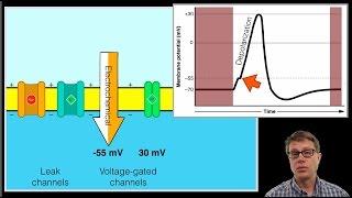 The Action Potential