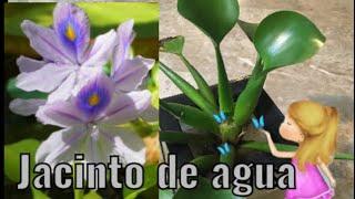 #Jacinto de Agua: Eichhornia Crassipes