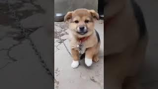 #viral #video #cute pappy #pappy pappy dog #‍‍