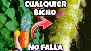 Este insecticida es 1 MILLÓN de veces + POTENTE que Otros! CASERO para PLANTAS (Con Ajo) Huerto