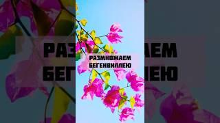 Размножаем экзотику #цветы #цветоводство #экзотическиецветы #размножениерастений #домашниецветы