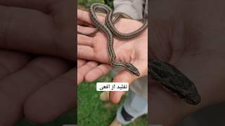 گوند مار دیون از افعی قفقازی تقلید میکند ولی خطرناک نیست. #snake #adventure #wildlifedocumentary