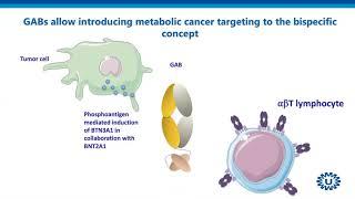 Mastering T cell diversity for a successful clinical translation