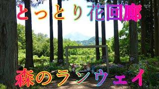 梅雨の晴れ間 7月5日 金曜 晴れ 花の香りに包まれて とっとり花回廊 森のランウェイ 日本 鳥取県西伯郡南部町鶴田 展望回廊 @WalkingYoshi