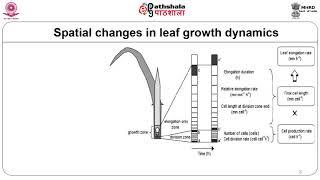 Plant growth dynamics