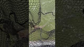 Fish Head Assassin #fishing