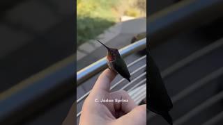 Smallest Bird In The World