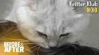 The Cat Is Obsessed With Human Hair… Why? I Before & After Ep 127